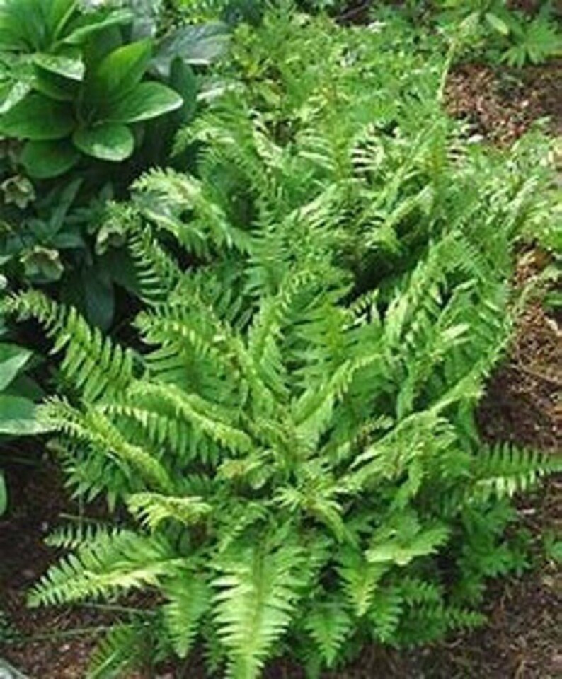 Plantas Semillas Y Bulbos 200 Esporas Helecho De Avestruz Plantas Semillas Y Bulbos 200 Esporas Helecho De Avestruz