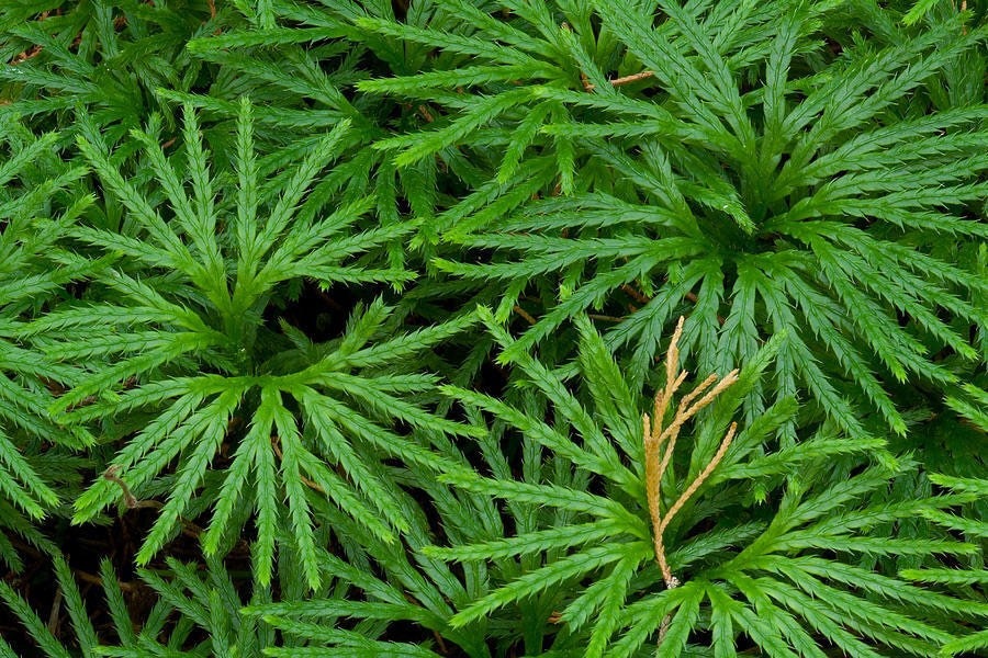 3 ground pine plant princess pine fan clubmoss etsy