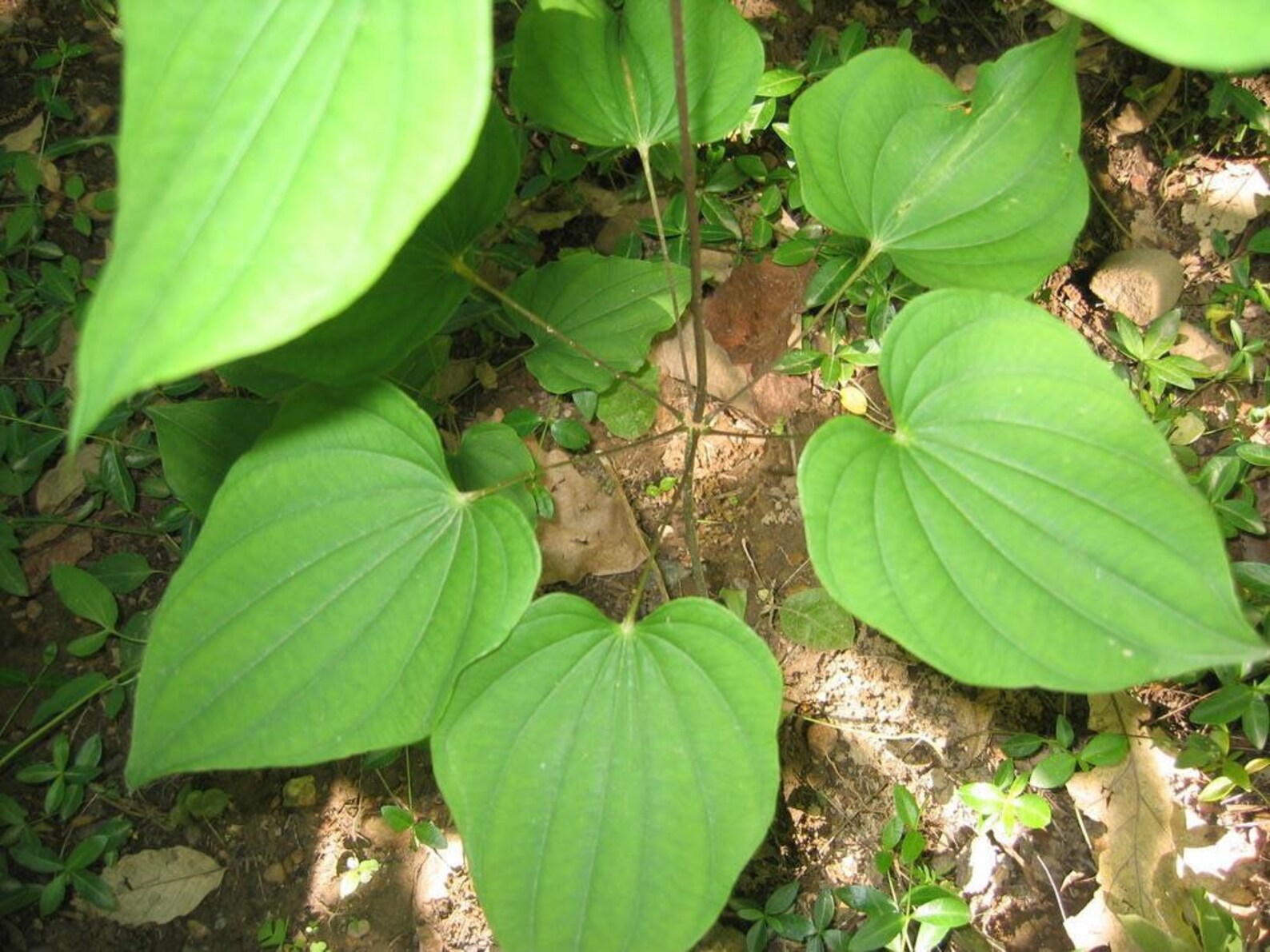 5 Wild Yam Plant Wild Yam Roots Rhizomes Fresh Transplant