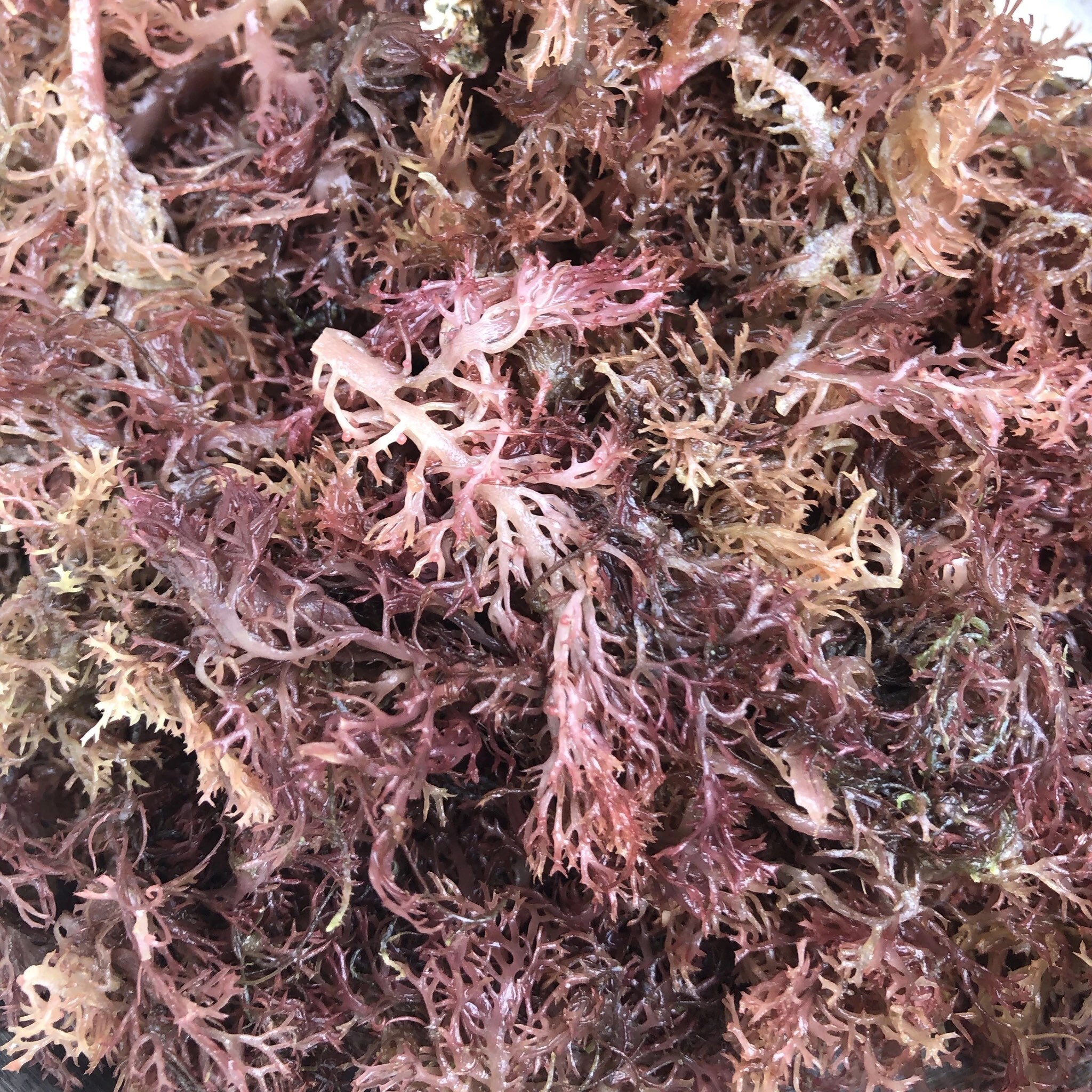 100 crudo fino musgo de mar púrpura Etsy