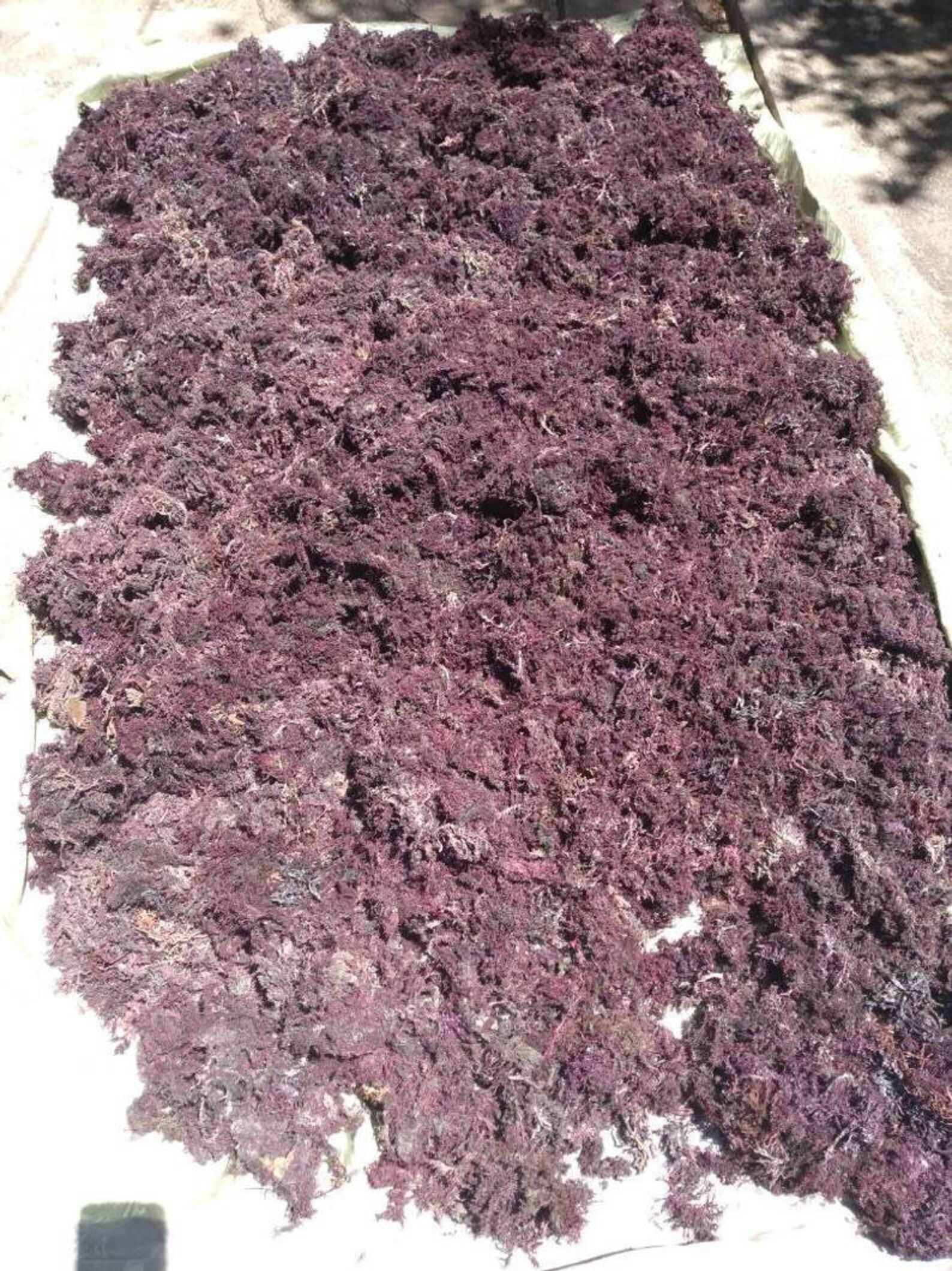 100 crudo fino musgo de mar púrpura Etsy