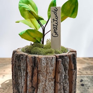 May include: A small plant with green and yellow leaves potted in a cylindrical container made of rough, textured tree bark. The plant is surrounded by green moss and features a vertical wooden garden marker with the word Gratitude written in black.