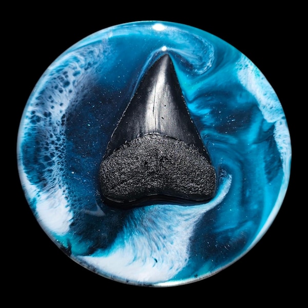 Shark tooth storage jar holder