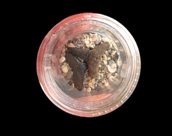 May include: Two dark brown, fossilized shark teeth are positioned inside a clear, circular glass container. The teeth are resting on a bed of small, multi-colored pebbles and sand, which fills the bottom of the transparent vessel.