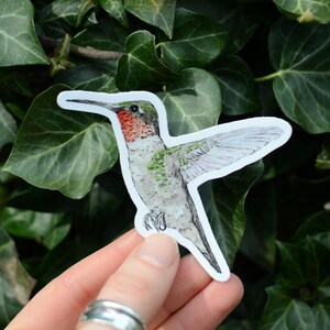 Kolibri Vinyl Aufkleber, Kolibri Aufkleber, Aufkleber, Wasserdichter Aufkleber, Wasserflasche Aufkleber, Auto Aufkleber, Laptop Aufkleber, Autoaufkleber
