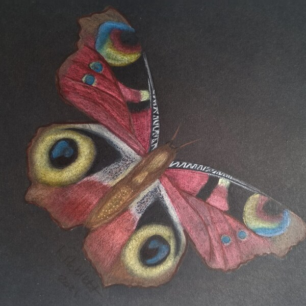 Fine art pencil drawing. Original artwork not a print. Beautiful highly detailed red admiral butteryfly on black background