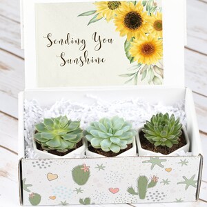 Set of 3 Succulents Indoor Plants Gift Box Sending You Sunshine Thinking of You Gift For Friend Plant Gifts Plant Lover Set Unique Gift
