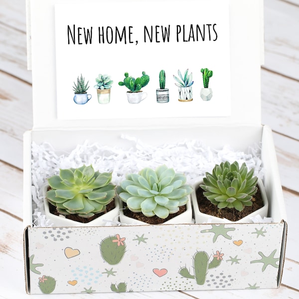 New Home Gift- Congratulations Gift Box- Housewarming Gift- Succulents- House Warming Gift- New Home- First Home Gift- Live Plants Set