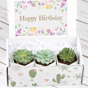 Birthday Gift Box with Live Plants Inside, Succulents Gift, Gift For Friend, Plants Gift For Mom, Happy Birthday Gift Idea, Live Plants