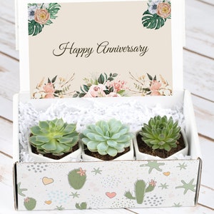 Happy Anniversary, Gift Box With Live Plants, Gift For Anniversary, Gift Idea For Anniversary, Live Succulents, First Anniversary