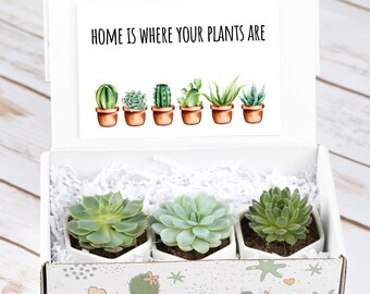 House Warming Gifts- Happy New Home Set- New Home Gift- Happy New Home- Succulents Gift Set- Housewarming gift- Send a Gift- Custom Gifts