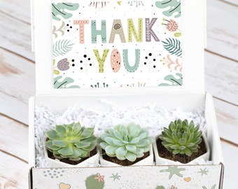 Thank You Gift- Set of Succulents- Appreciation Gift Box- Gift for Teacher- Coworker Gift- Thank You Gift Ideas- Live Succulent Gift Box