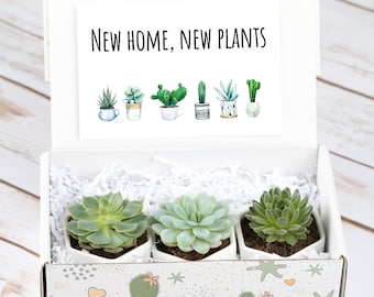 New Home Gift- Congratulations Gift Box- Housewarming Gift- Succulents- House Warming Gift- New Home- First Home Gift- Live Plants Set