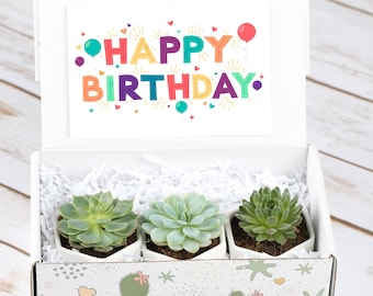 Happy Birthday Gift- Succulent Gift Box- Friend Gift- Birthday Gift Idea- Personalized Gift Idea- Birthday Gift for Her- Custom Gifts