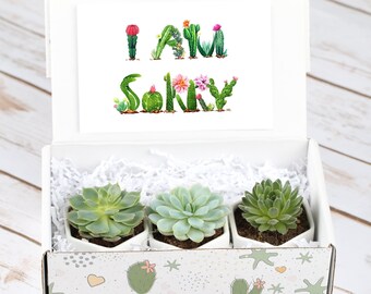 I am Sorry- Gift Box For Friend- Natural Succulent- Forgive Me Gift Box- Live Plants Gift- Apology Gift Idea- Sorry Gift Box- Succulents