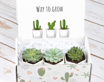 Promotion Gift- New Job Gift- Way to Grow- Congratulations Gift- Co-worker Gift Box- Live Succulent Gift- Congrats- Set of 3 Succulents