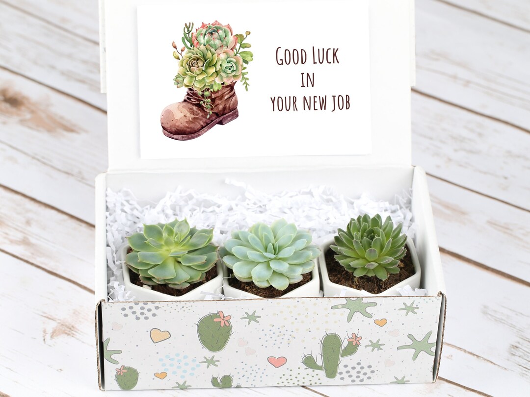 New Job Gift Idea Good Luck in Your New Job Congratulations Gift 3