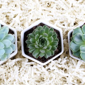 Happy Mother's Day- Gift For Mom- Set of Succulents- Gift For Mother's Day- Mothers Day Gifts- Gift Set For Mom- Mother's Day Gift Set image 9