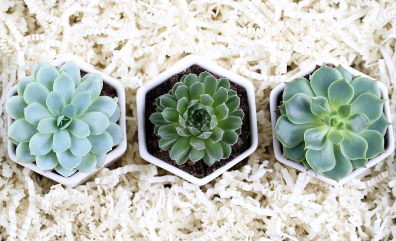 Happy Mother's Day- Gift For Mom- Set of Succulents- Gift For Mother's Day- Mothers Day Gifts- Gift Set For Mom- Mother's Day Gift Set image 9