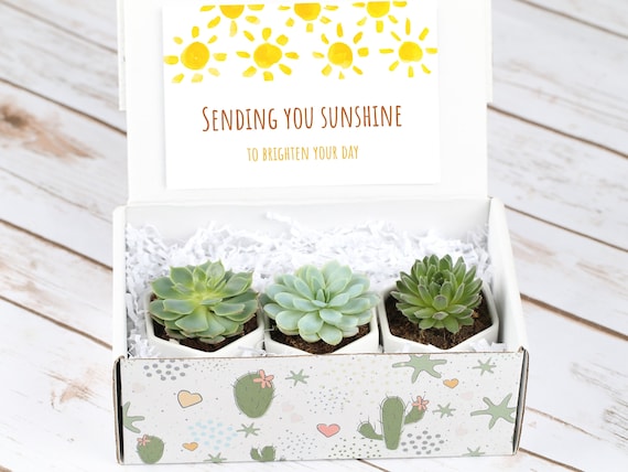 Sending You Sunshine- Set of 3 Succulents- Long Distance Gift- Three  Succulents Gift- Best Friend Gift- Send a Gift- Personalized Gift - Etsy  Israel