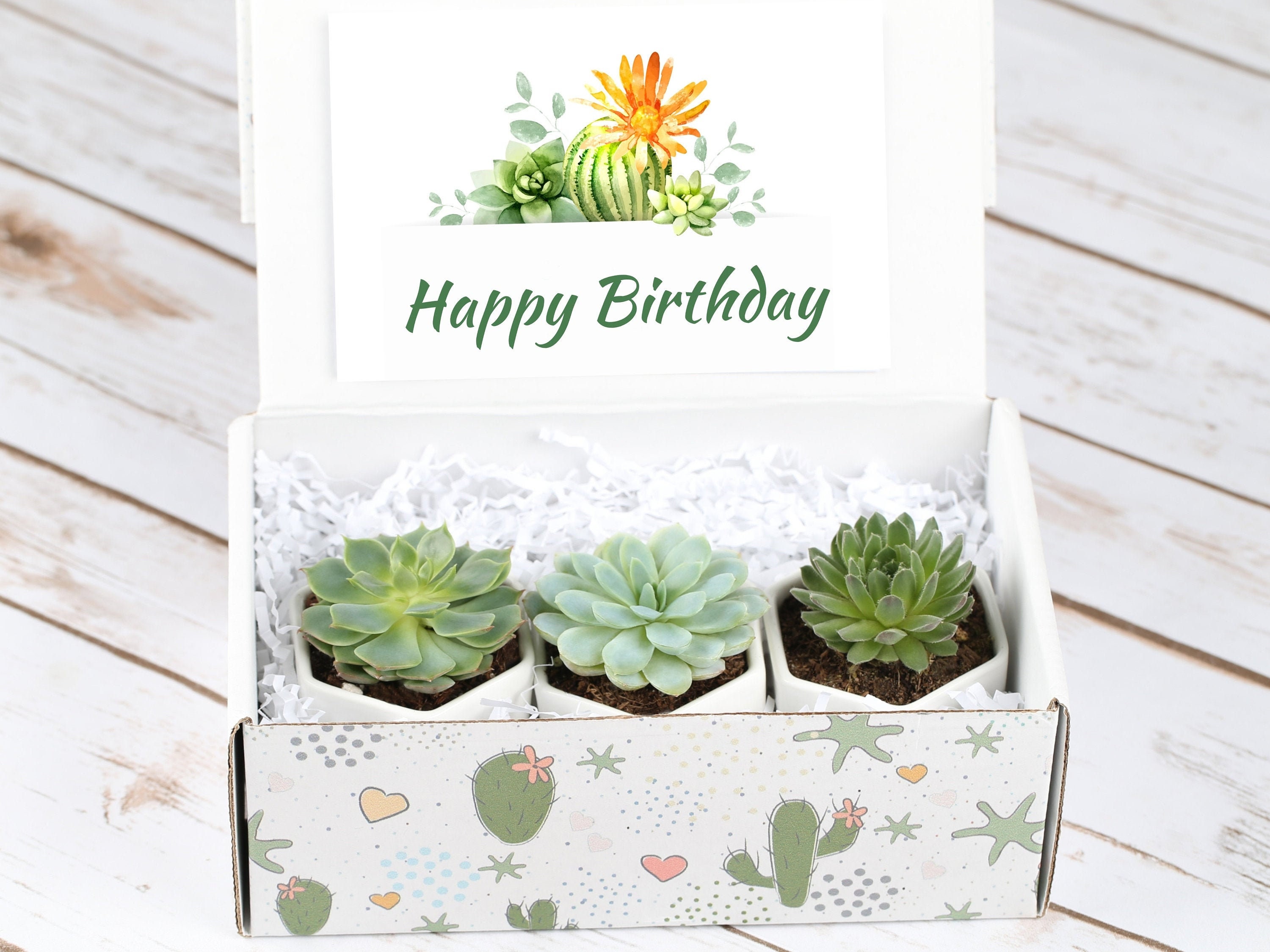 Boîte joyeux anniversaire 3 plantes succulentes naturelles Idée de