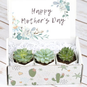 Happy Mother's Day- Gift For Mom- Set of Succulents- Gift For Mother's Day- Mothers Day Gifts- Gift Set For Mom- Mother's Day Gift Set image 1