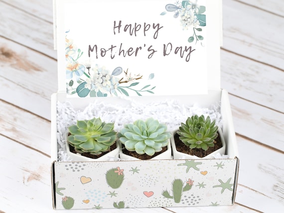 Happy Mother's Day- Gift For Mom- Set of Succulents- Gift For Mother's Day- Mothers Day Gifts- Gift Set For Mom- Mother's Day Gift Set