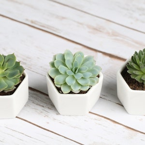 May include: Three small succulent plants in white hexagonal pots on a white wooden surface.