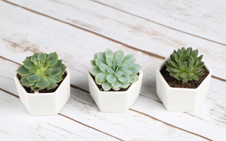 May include: Three small succulent plants in white hexagonal pots on a white wooden surface.