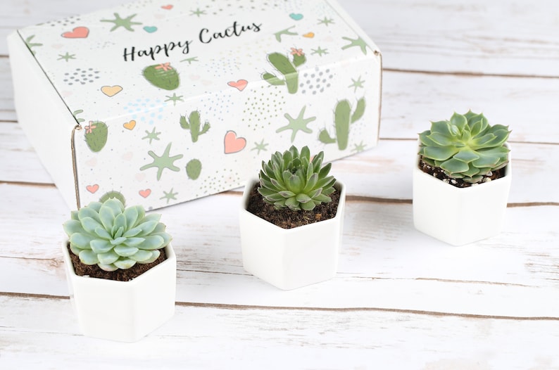 Happy Mother's Day- Gift For Mom- Set of Succulents- Gift For Mother's Day- Mothers Day Gifts- Gift Set For Mom- Mother's Day Gift Set image 2