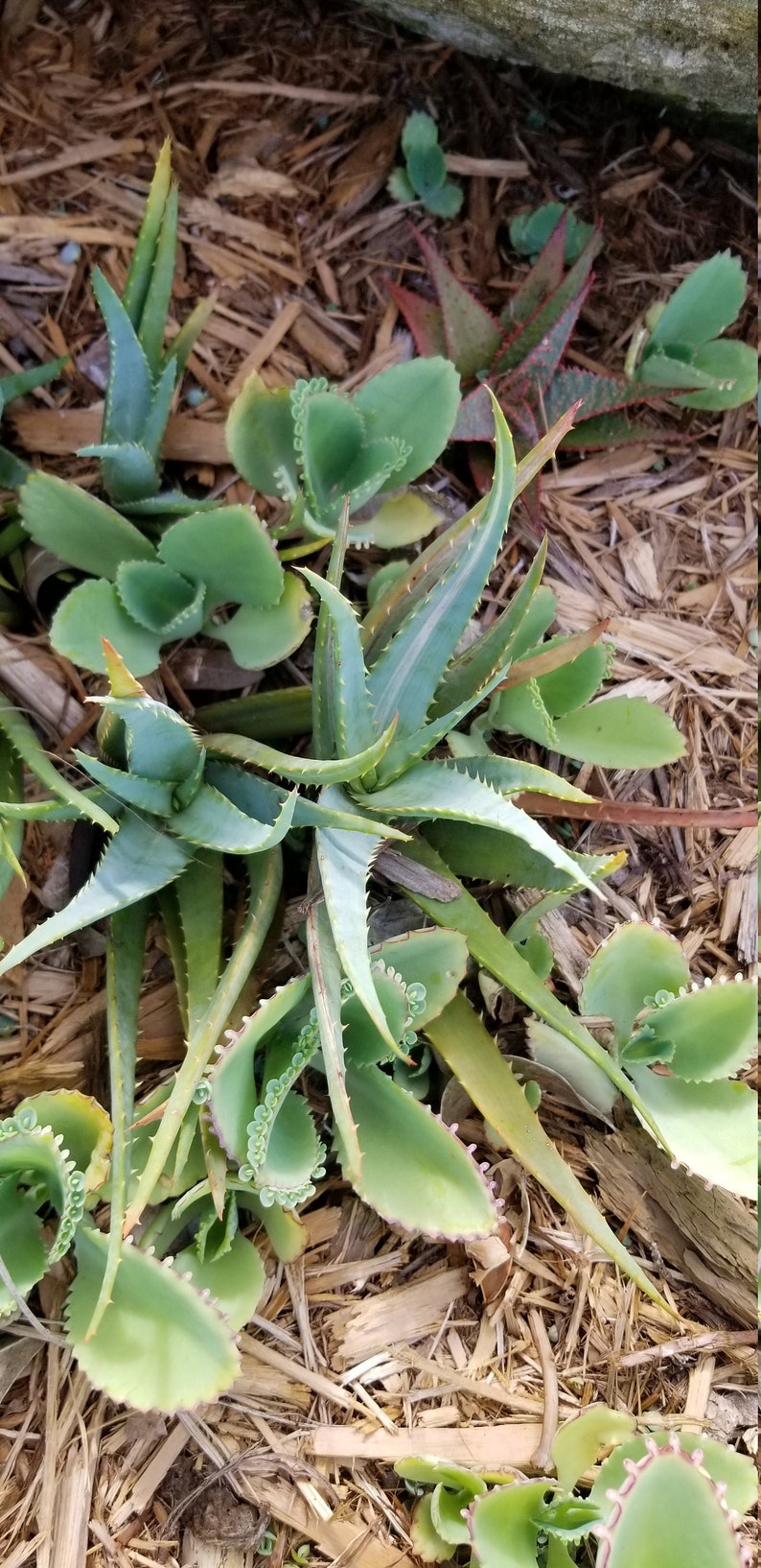 Mini Aloe Vera Plant Etsy