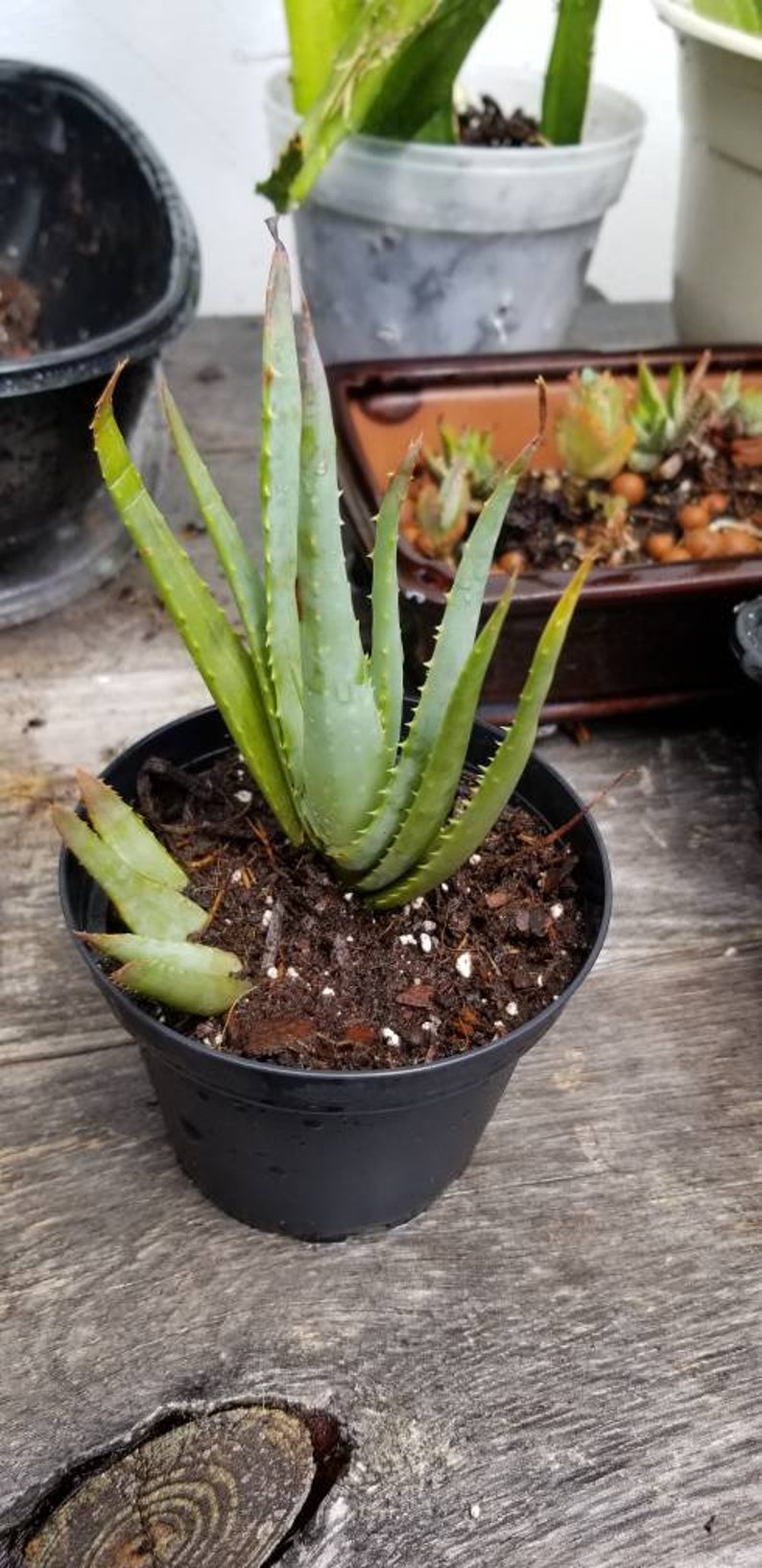Mini Aloe Vera Plant Etsy