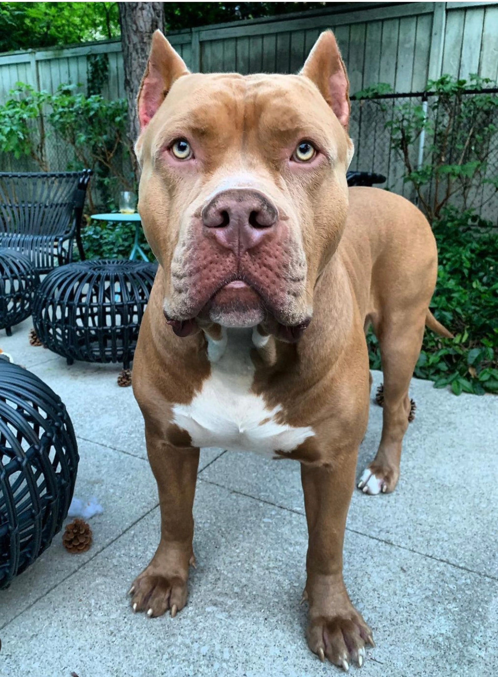 American bully toy as a gift for dog lovers Gift for dog Etsy