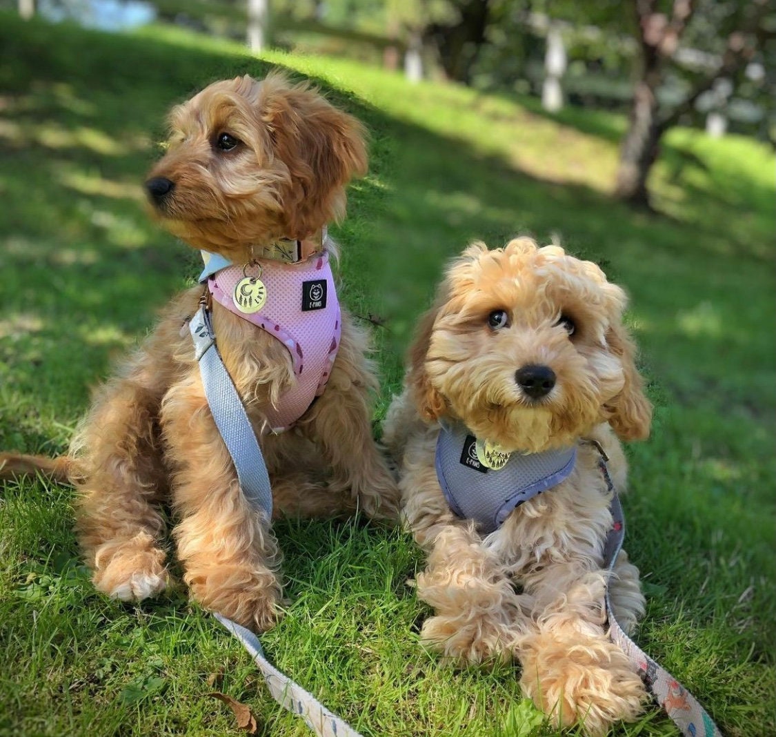 Epaws Burst of Pink Reversible Dog Harness Etsy