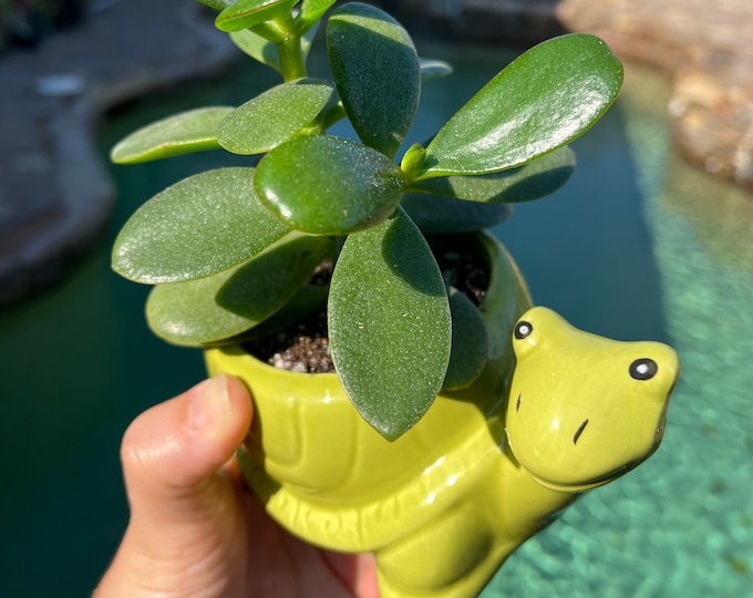 Animal Planter Pot with choice of Succulent