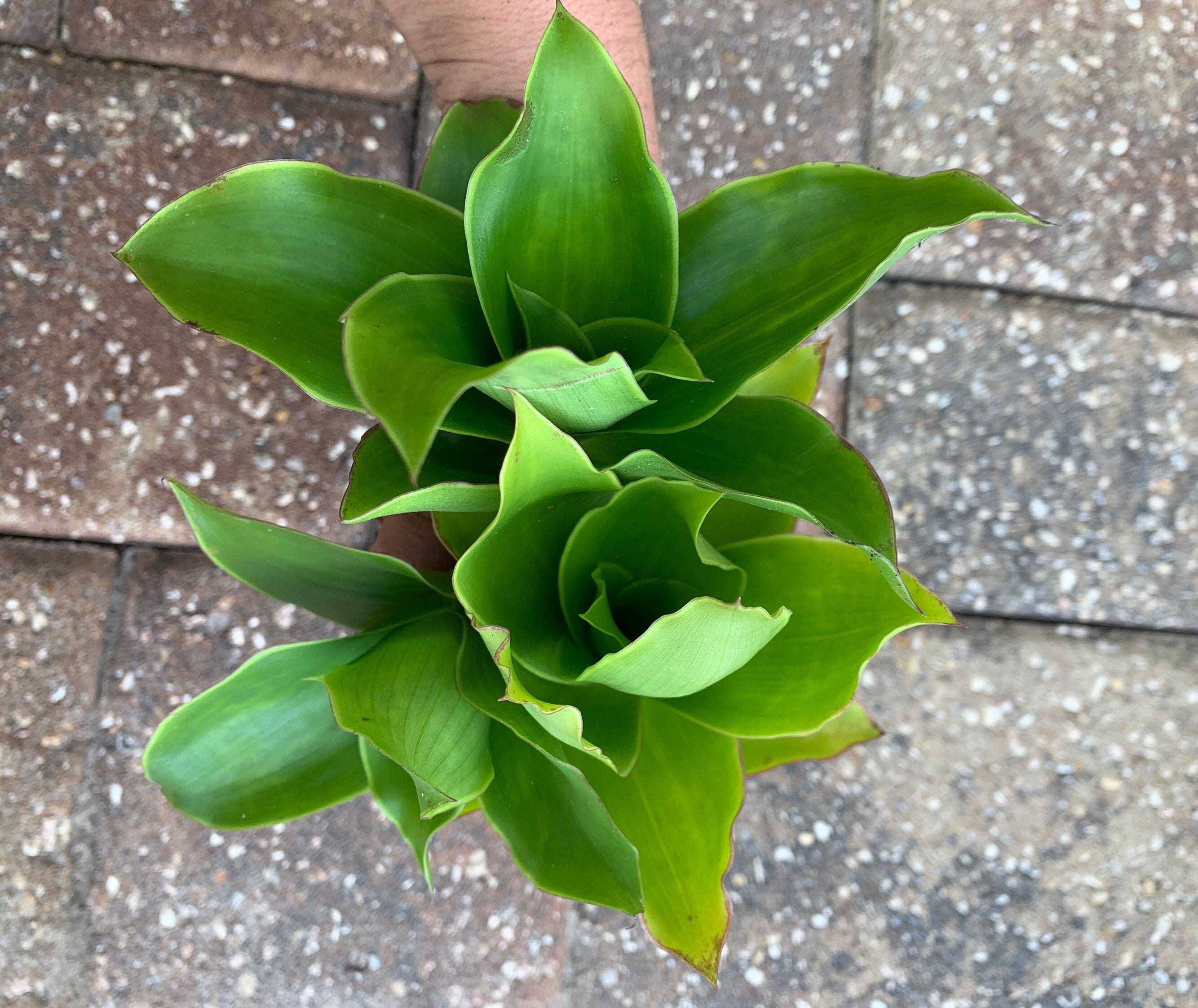 Callisia Fragrans Basket Plant AKA False Bromeliad Plant Etsy