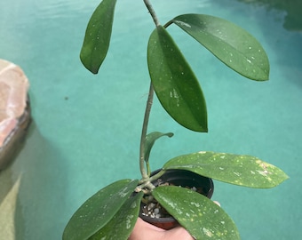 Hoya Meliflua spp. fraterna (shipped semi-bare root)