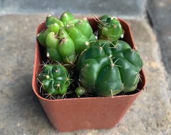 2" pot Chin Cactus | Gymnocalycium (shipped bare root)