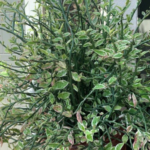 Cuttings of Variegated Pedilanthus tithymaloides Redbird flower Devil's backbone Jacob's ladder Zig-zag plant 10 x 6 inch cuttings image 1