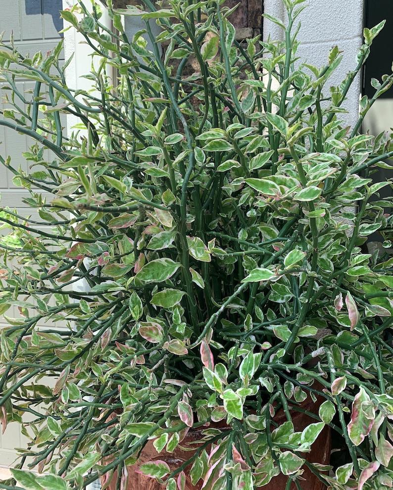 Cuttings of Variegated Pedilanthus tithymaloides Redbird flower Devil's backbone Jacob's ladder Zig-zag plant 10 x 6 inch cuttings image 1