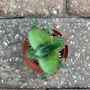 3" rooted Mother of Thousands | Mexican Hat Plant | Kalanchoe daigremontiana (shipped bare root)