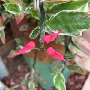 Cuttings of Variegated Pedilanthus tithymaloides Redbird flower Devil's backbone Jacob's ladder Zig-zag plant 10 x 6 inch cuttings image 3