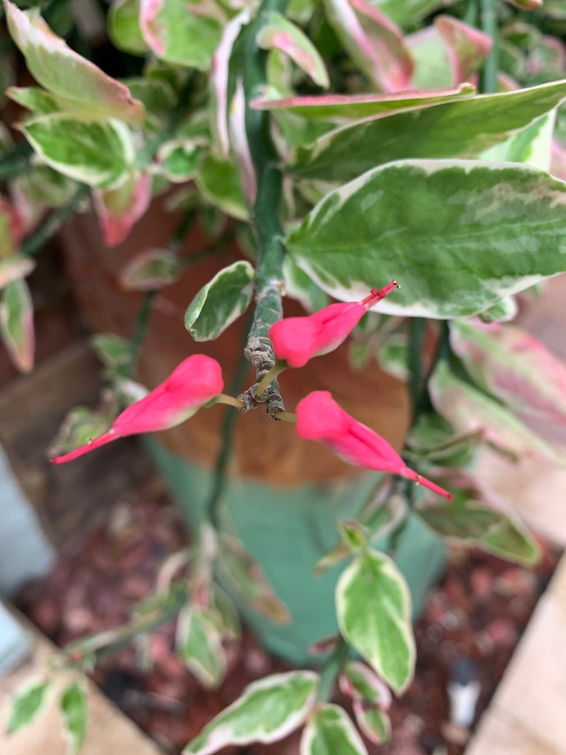 Cuttings of Variegated Pedilanthus tithymaloides Redbird flower Devil's backbone Jacob's ladder Zig-zag plant 10 x 6 inch cuttings image 3