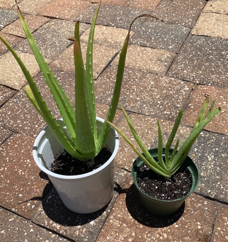 Live Aloe Vera Succulent Plant Aloe Barbadensis shipped Etsy