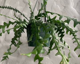 Cuttings of Ric Rac Cactus, Cryptocereus anthonyanus (AKA Fishbone Cactus, Orchid Cactus) 2 x 6" cuttings