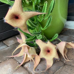 Rooted Stapelia gigantea | Zulu Giant | Starfish Flower | Toad Flower | Carrion Flower (shipped bare root)