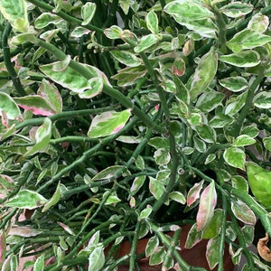 Cuttings of Variegated Pedilanthus tithymaloides Redbird flower Devil's backbone Jacob's ladder Zig-zag plant 10 x 6 inch cuttings image 2