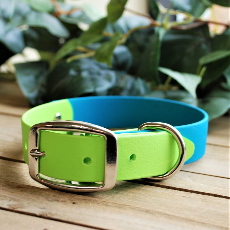 May include: A vibrant dog collar with a lime green and blue color scheme. The collar features a silver-colored metal buckle and a D-ring. The collar is made of a flexible material and is designed for pet use.