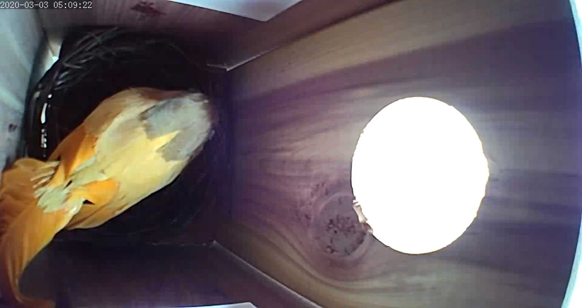 Chirp Cam™ The Birdhouse Spy Camera HD Video Night Etsy