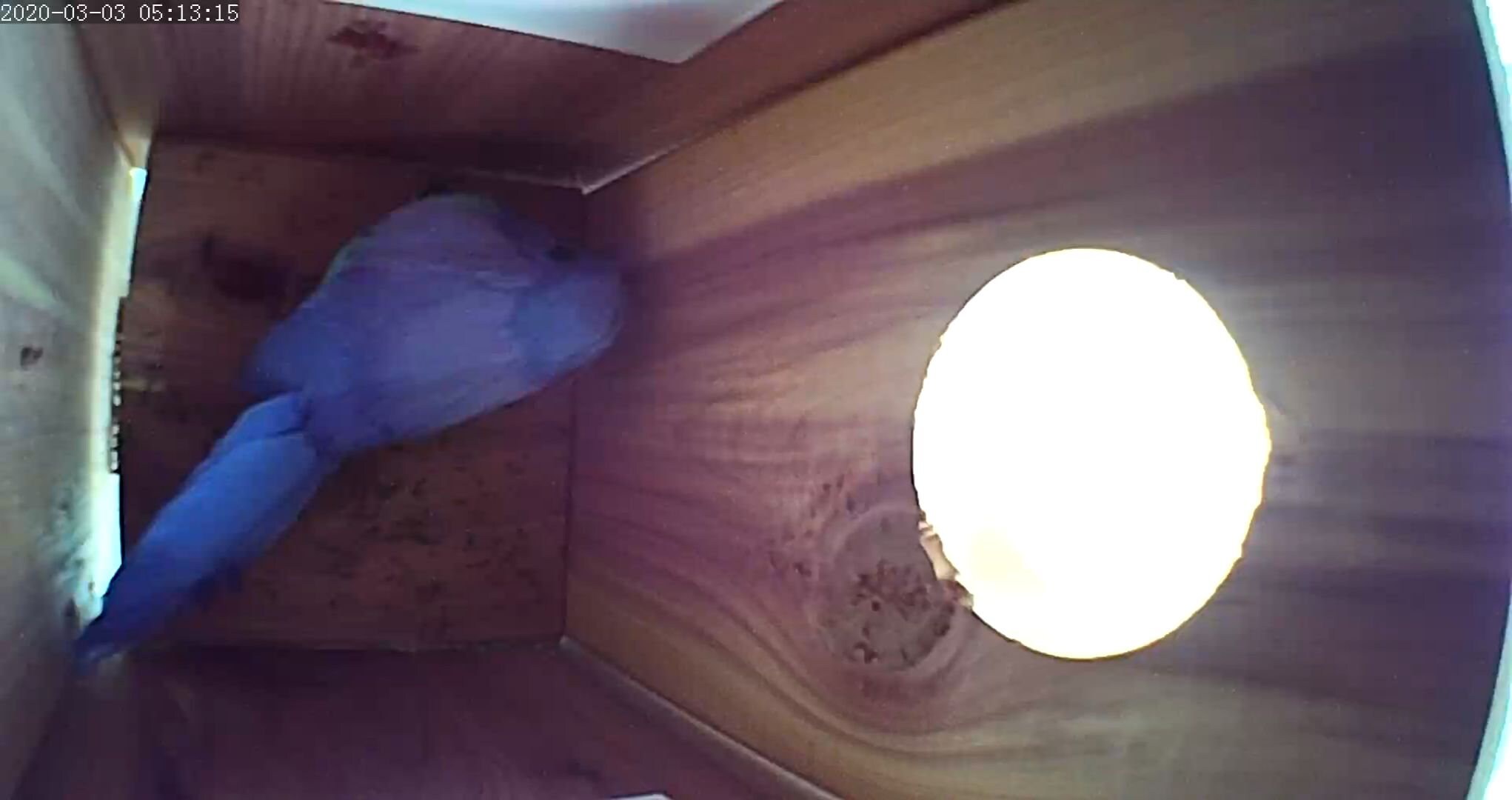 Chirp Cam™ The Birdhouse Spy Camera HD Video Night Etsy